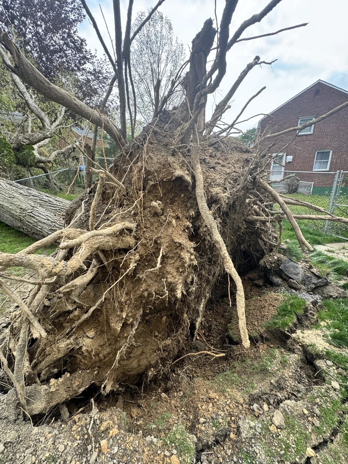 Uprooted tree root ball